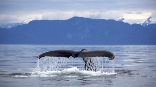 La saison de la baleine