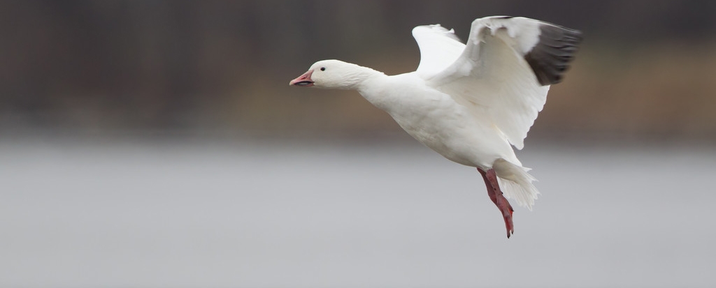 Ornithologues...  vos jumelles!