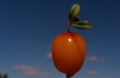 Cantons de l'est : Jardins zone orange