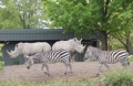 Cantons de l'est : Zoo de Granby et parc aquatique Amazoo