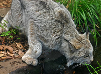 Montr�al : Biod�me de Montr�al