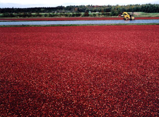 Centre du Qu�bec : Centre d?interpr�tation de la canneberge