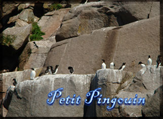 C�te-Nord : Les Croisi�res du Capitaine