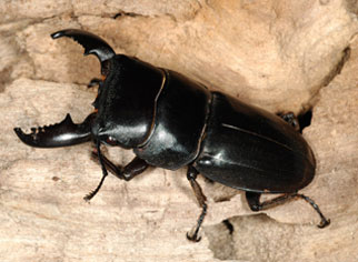 Montr�al : Jardin botanique et Insectarium de Montr�al