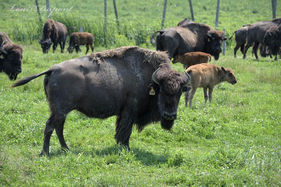 Mauricie : La Bisonni�re
