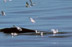  : Route des Baleines