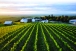  : Vignoble Coteau Rougemont