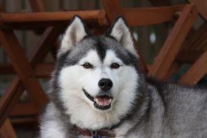 Les chiens de traineau